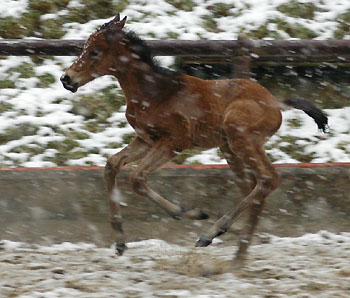 Filly by Summertime out of Pr.ST. Klassic by Freudenfest u.d. Kassuben v. Enrico Caruso