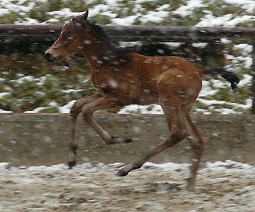 Filly by Summertime out of Pr.ST. Klassic by Freudenfest u.d. Kassuben v. Enrico Caruso