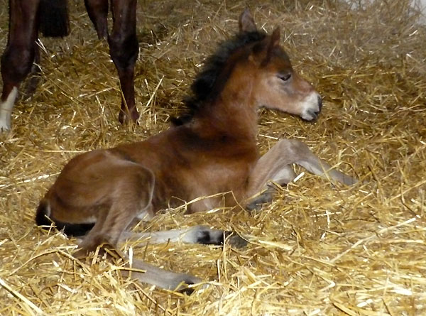 Trakehner Filly by Summertime out of Premiummare Klassic by Freudenfest out of Elitemare Kassuben by Enrico Caruso