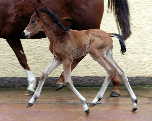 Filly by Summertime out of Pr.ST. Klassic by Freudenfest u.d. Kassuben v. Enrico Caruso