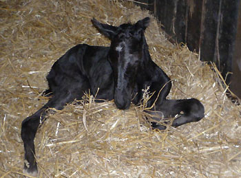 Trakehner Stutfohlen von Exclusiv u.d. Herzsopran v. Hohenstein - Radom, Zchterin: Julia Krhe
