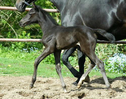 Trakehner Stutfohlen von Exclusiv u.d. Herzsopran v. Hohenstein - Radom, Zchterin: Julia Krhe