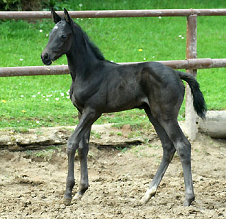 Trakehner Stutfohlen von Exclusiv u.d. Herzsopran v. Hohenstein - Radom, Zchterin: Julia Krhe