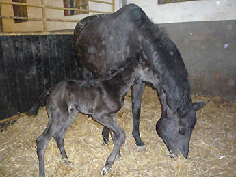 Trakehner Stutfohlen von Exclusiv u.d. Herzsopran v. Hohenstein - Radom, Zchterin: Julia Krhe
