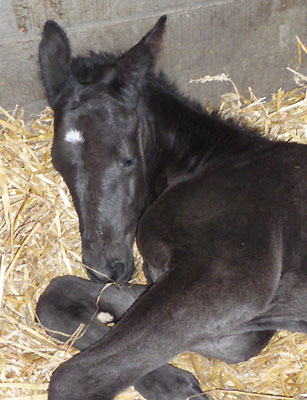 Trakehner Stutfohlen von Exclusiv u.d. Herzsopran v. Hohenstein - Radom, Zchterin: Julia Krhe