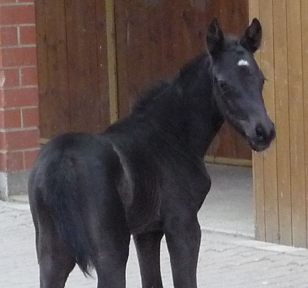 Trakehner Stutfohlen von Exclusiv u.d. Herzsopran v. Hohenstein - Radom, Zchterin: Julia Krhe