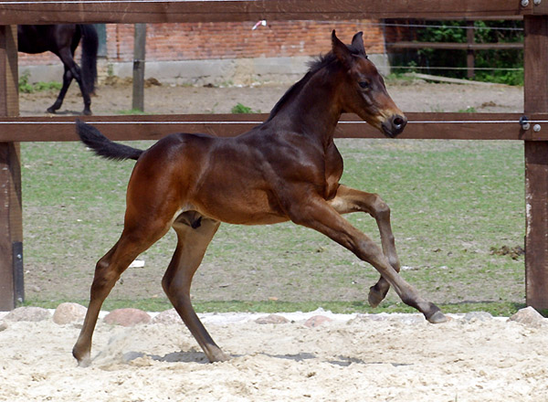 Oldenburger Hengstfohlen von Statesman - Rohdiamant, Foto: Beate Langels