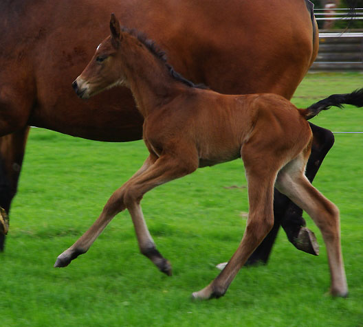Stutfohlen von Summertime u.d. Sacre Coeur v. Sixtus u.d. Schamar v. Enrico Caruso, Foto: E. Gilgen