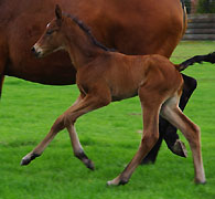 wenige Tage alt: Trakehner Stutfohlen von Summertime u.d. Sacre Coeur v. Sixtus
