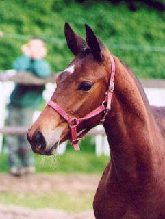 Filly by Showmaster - Exclusiv