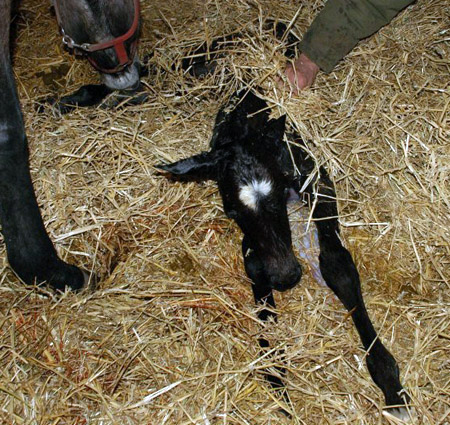 Trakehner Stutfohlen von Exclusiv u.d. Teatime v. Summertime - Foto: Richard Langels - Trakehner Gestt Hmelschenburg