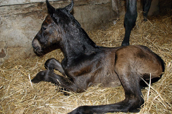 Trakehner Stutfohlen von Exclusiv u.d. Teatime v. Summertime - Foto: Richard Langels - Trakehner Gestt Hmelschenburg