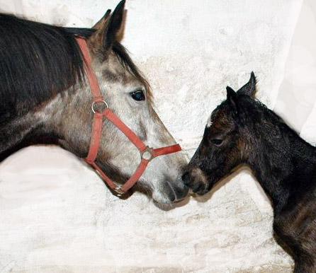 Trakehner Stutfohlen von Exclusiv u.d. Teatime v. Summertime - Foto: Richard Langels - Trakehner Gestt Hmelschenburg