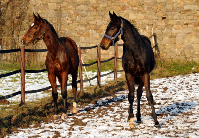 Absetzer von Saint Cyr und Showmaster - Hmelschenburg - Ende Januar 2014, Foto: Beate Langels, Trakehner Gestt Hmelschenburg - Beate Langels