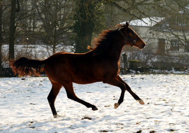 Absetzer von Saint Cyr und Showmaster - Hmelschenburg - Ende Januar 2014, Foto: Beate Langels, Trakehner Gestt Hmelschenburg - Beate Langels