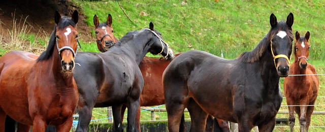  Trakehner Gestt Hmelschenburg - 30. Januar 2018 - Foto: Beate Langels