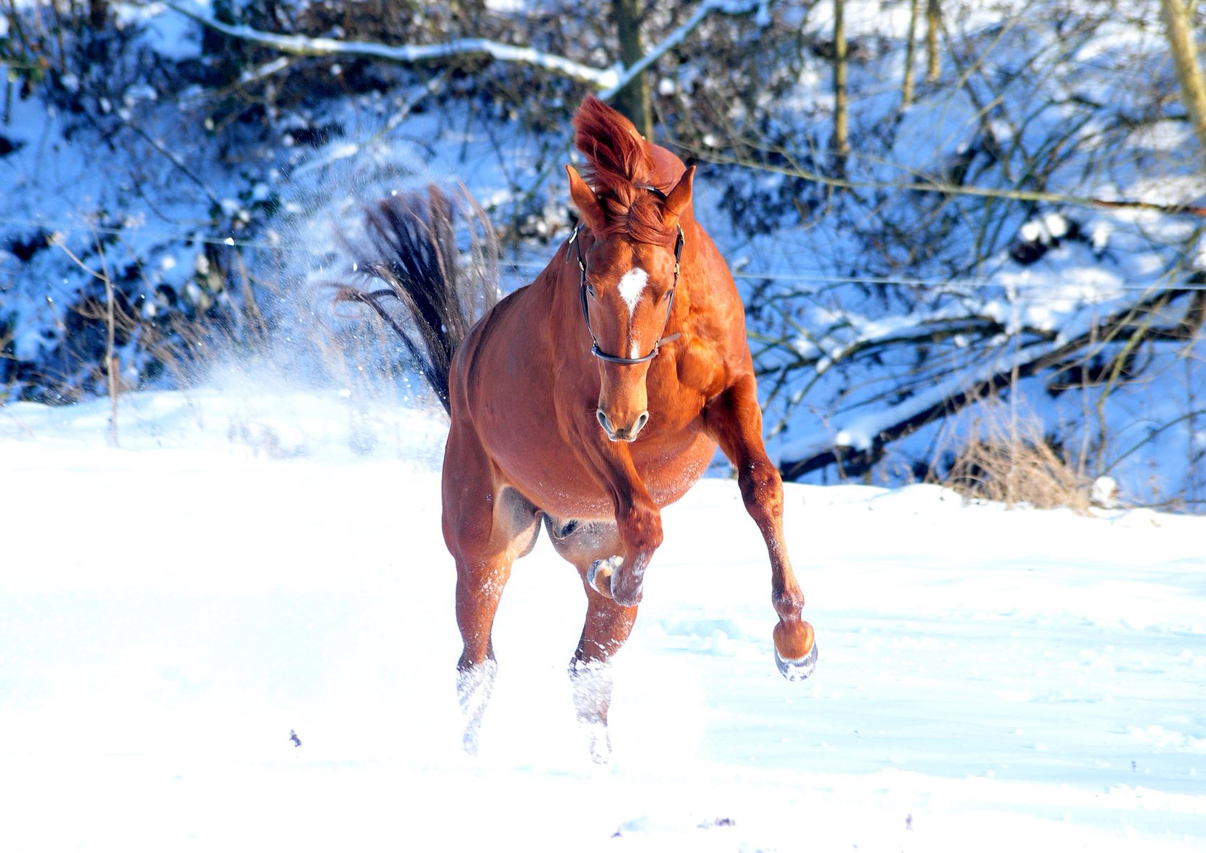 Verhoeven v. Sch�plitzer x High Motion - Foto: Beate Langels