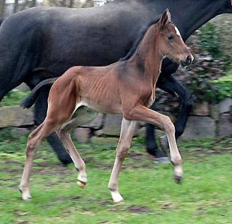 Trakehner Hengstfohlen v. Exclusiv u.d. Elitestute Sacre Noir v. Kostolany  - Foto: Ulrike Sahm