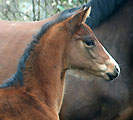 Stutfohlen von Shavalou x Kostolany, Foto: Ulrike Sahm