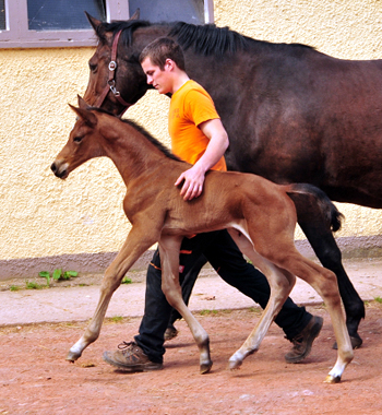 Fohlen von High Motion u.d. Schwalbenlicht v. Imperio - Trakehner Gestt Hmelschenburg - Beate Langels