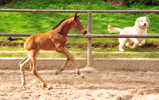 Trakehner Stutfohlen von High Motion u.d. Schwalbenlicht v. Imperio - Trakehner Gestt Hmelschenburg - Beate Langels