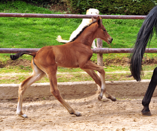 Trakehner Stutfohlen von High Motion u.d. Schwalbenlicht v. Imperio - Trakehner Gestt Hmelschenburg - Beate Langels