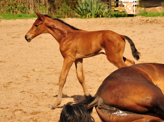 Trakehner Stutfohlen von High Motion u.d. Schwalbenlicht v. Imperio - Trakehner Gestt Hmelschenburg - Beate Langels