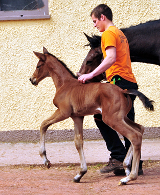 Fohlen von High Motion u.d. Schwalbenlicht v. Imperio - Trakehner Gestt Hmelschenburg - Beate Langels