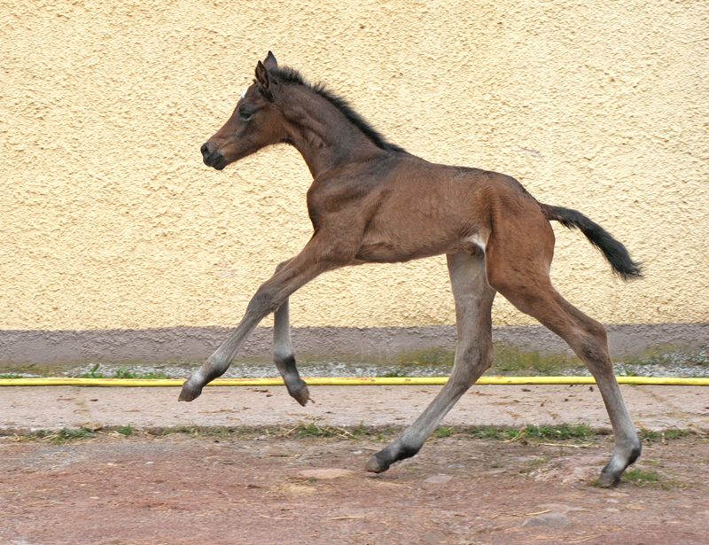 Trakehner Stutfohlen von Glcksruf u.d. Pr.St. Gabbana v. High Motion - Alter Fritz  - Gestt Hmelschenburg - Beate Langels