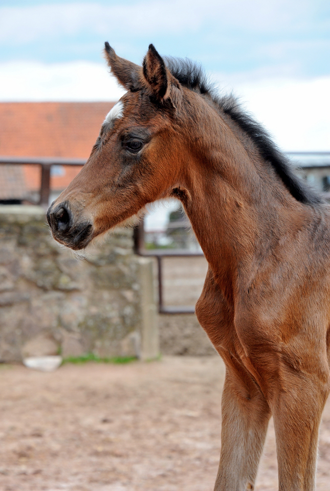 Trakehner Stutfohlen von Glcksruf u.d. Pr.St. Gabbana v. High Motion - Alter Fritz  - Gestt Hmelschenburg - Beate Langels