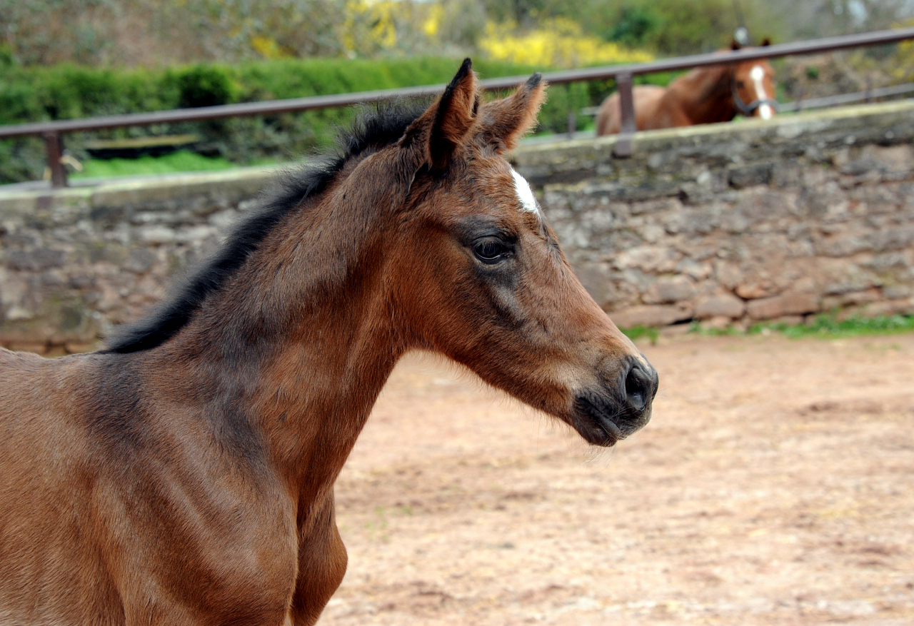 Trakehner Stutfohlen von Glcksruf u.d. Pr.St. Gabbana v. High Motion - Alter Fritz  - Gestt Hmelschenburg - Beate Langels