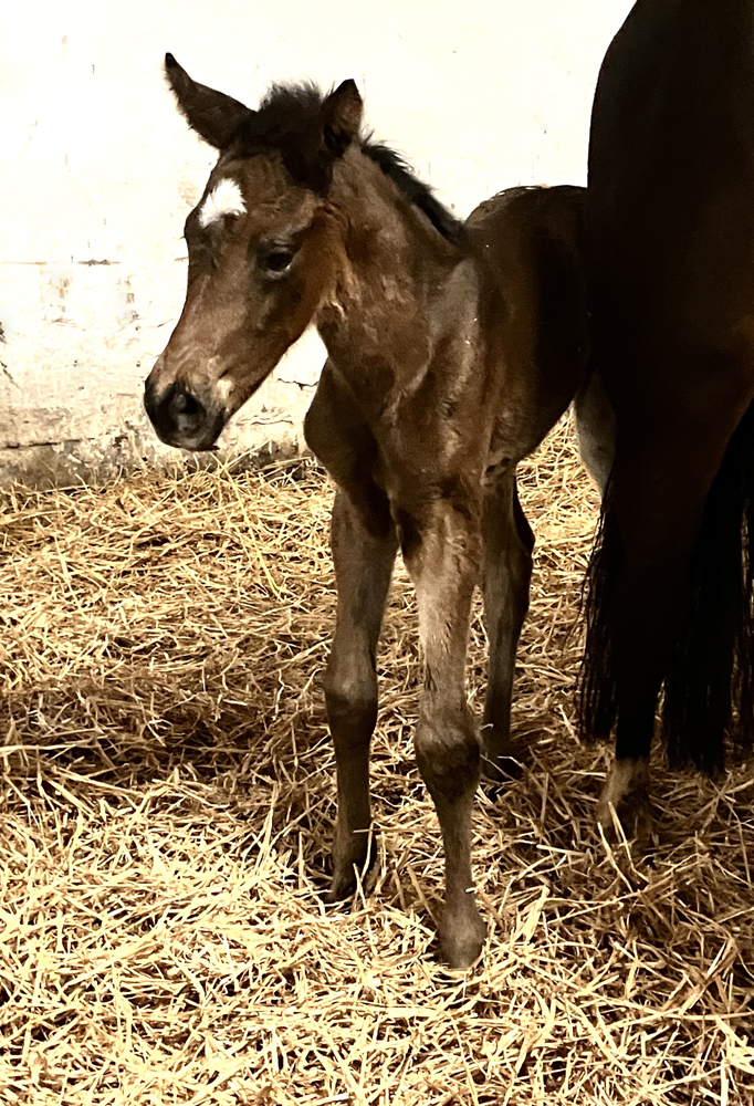 Trakehner Stutfohlen von Glcksruf u.d. Pr.u.StPrSt. Gabbana
 v. High Motion - Gestt Hmelschenburg