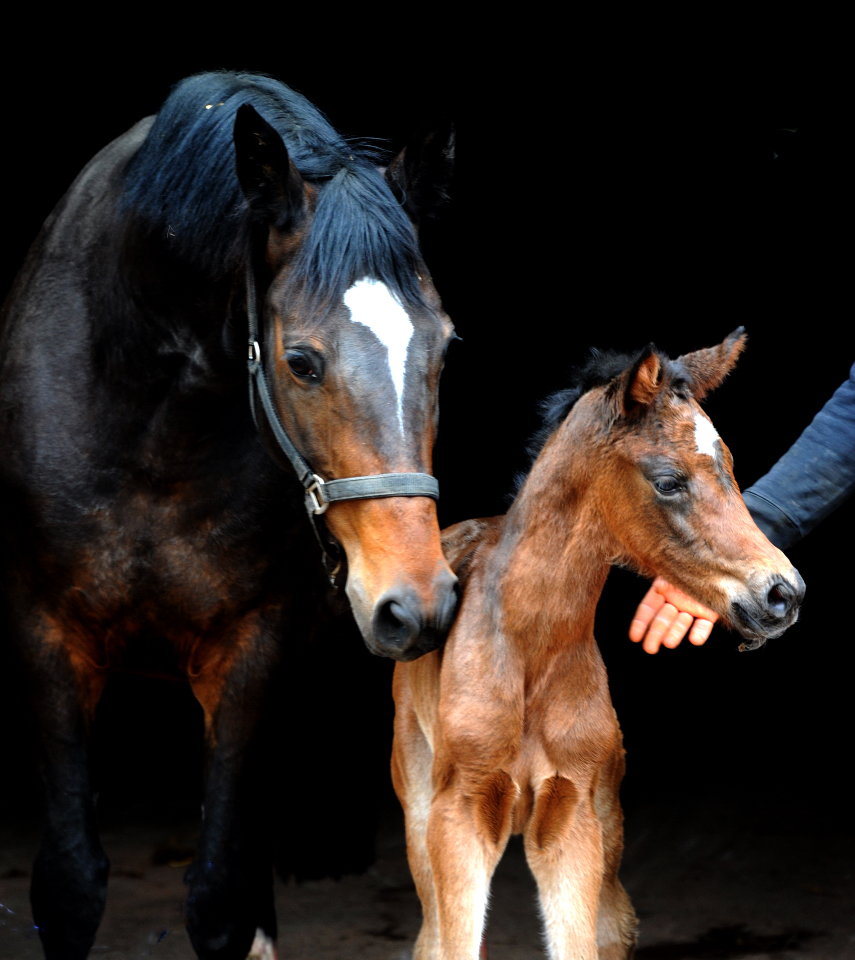 Trakehner Stutfohlen von Glcksruf u.d. Pr.St. Gabbana v. High Motion - Alter Fritz  - Gestt Hmelschenburg - Beate Langels