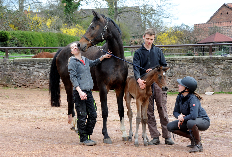 Trakehner Stutfohlen von Glcksruf u.d. Pr.St. Gabbana v. High Motion - Alter Fritz  - Gestt Hmelschenburg - Beate Langels