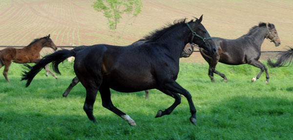 Beloved am 30. April 2011 - Foto: Beate Langels - Trakehner Gestt Hmelschenburg