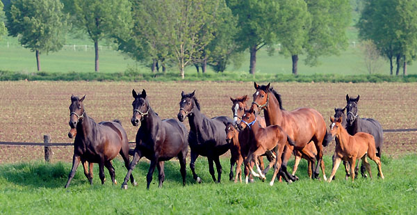 Die Stuten und Fohlen am 30. April 2011 - Foto: Beate Langels - Trakehner Gestt Hmelschenburg