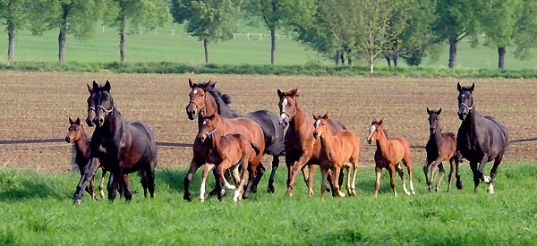 Die Stuten und Fohlen am 30. April 2011 - Foto: Beate Langels - Trakehner Gestt Hmelschenburg