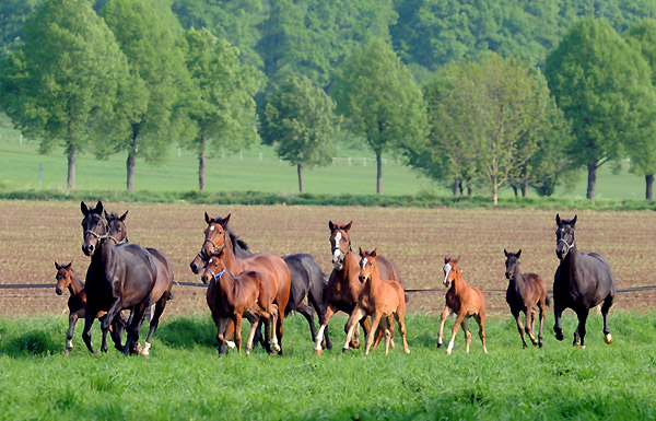 Die Stuten und Fohlen am 30. April 2011 - Foto: Beate Langels - Trakehner Gestt Hmelschenburg