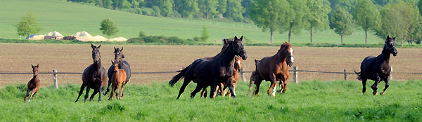 Die Stuten und Fohlen am 30. April 2011 - Foto: Beate Langels - Trakehner Gestt Hmelschenburg