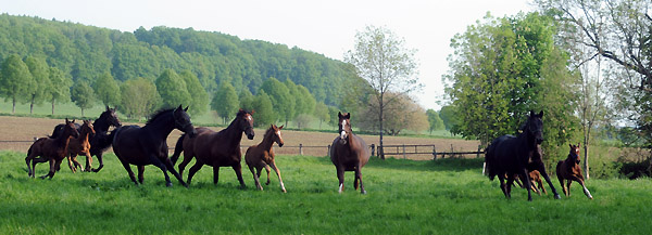 Die Stuten und Fohlen am 30. April 2011 - Foto: Beate Langels - Trakehner Gestt Hmelschenburg