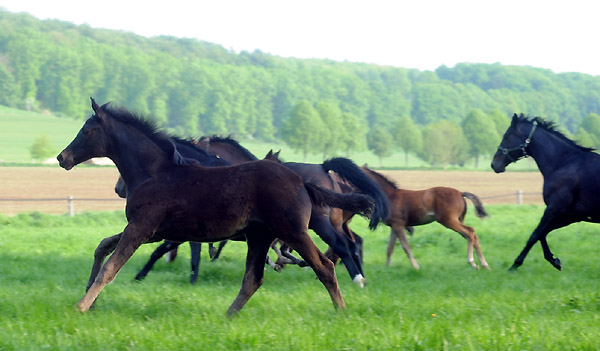 vorn Stutfohlen von Summertime u.d. Vittoria - am 30. April 2011 - Foto: Beate Langels - Trakehner Gestt Hmelschenburg