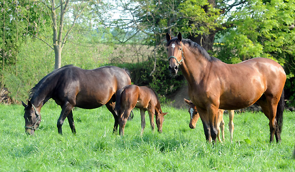 Beloved und Karena am 30. April 2011 - Foto: Beate Langels - Trakehner Gestt Hmelschenburg