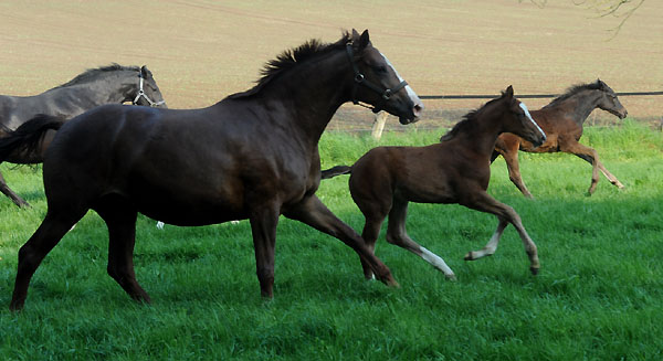 Klassic mit Stutfohlen von Singolo am 30. April 2011 - Foto: Beate Langels - Trakehner Gestt Hmelschenburg