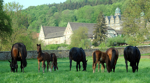 Die Stuten und Fohlen am 30. April 2011 - Foto: Beate Langels - Trakehner Gestt Hmelschenburg