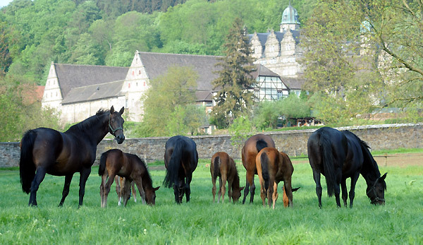 Die Stuten und Fohlen am 30. April 2011 - Foto: Beate Langels - Trakehner Gestt Hmelschenburg