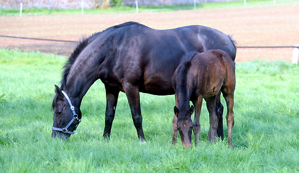 Vittoria mit Stutfohlen von Summertime am 30. April 2011 - Foto: Beate Langels - Trakehner Gestt Hmelschenburg