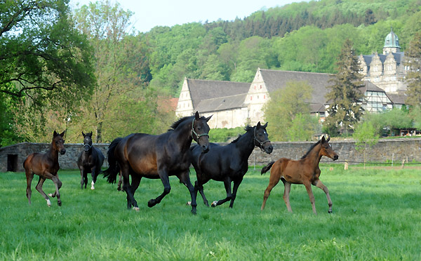 Die Stuten und Fohlen am 30. April 2011 - Foto: Beate Langels - Trakehner Gestt Hmelschenburg