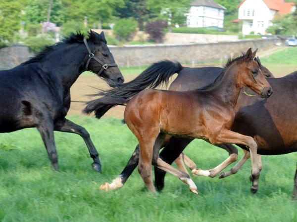 Schwalbenspiel und Hengstfohlen v. Symont u.d. Beloved - am 30. April 2011 - Foto: Beate Langels - Trakehner Gestt Hmelschenburg