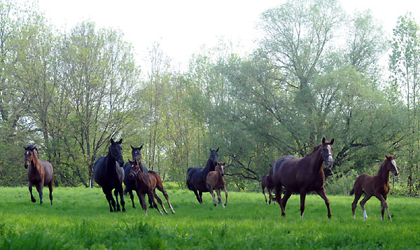 Die Stuten und Fohlen am 30. April 2011 - Foto: Beate Langels - Trakehner Gestt Hmelschenburg