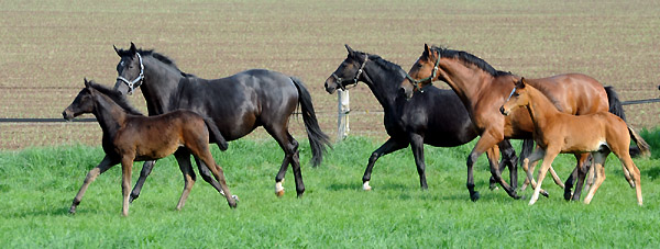 Die Stuten und Fohlen am 30. April 2011 - Foto: Beate Langels - Trakehner Gestt Hmelschenburg